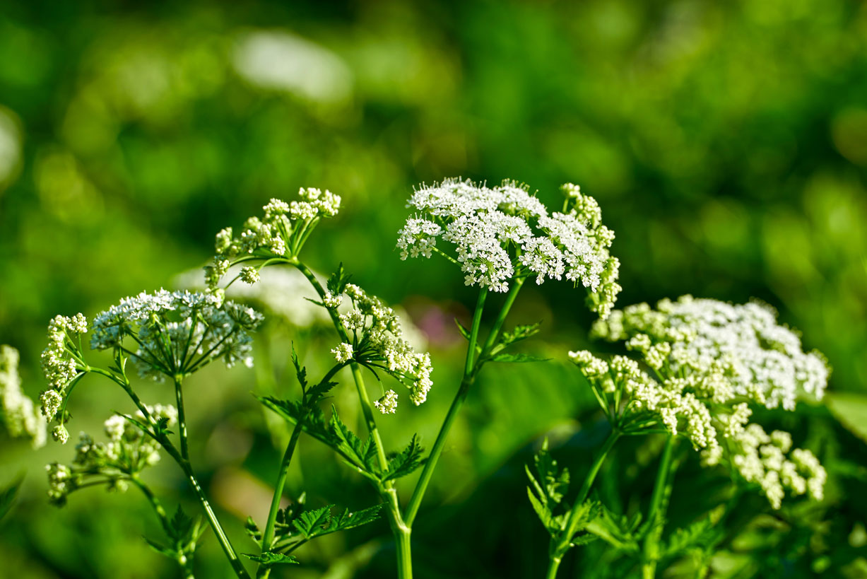 hemlock invasive species removal southern illinois