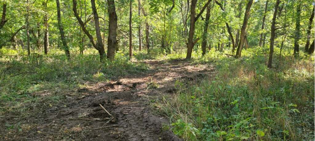 smg-forestry-invasive-species-gallery-09